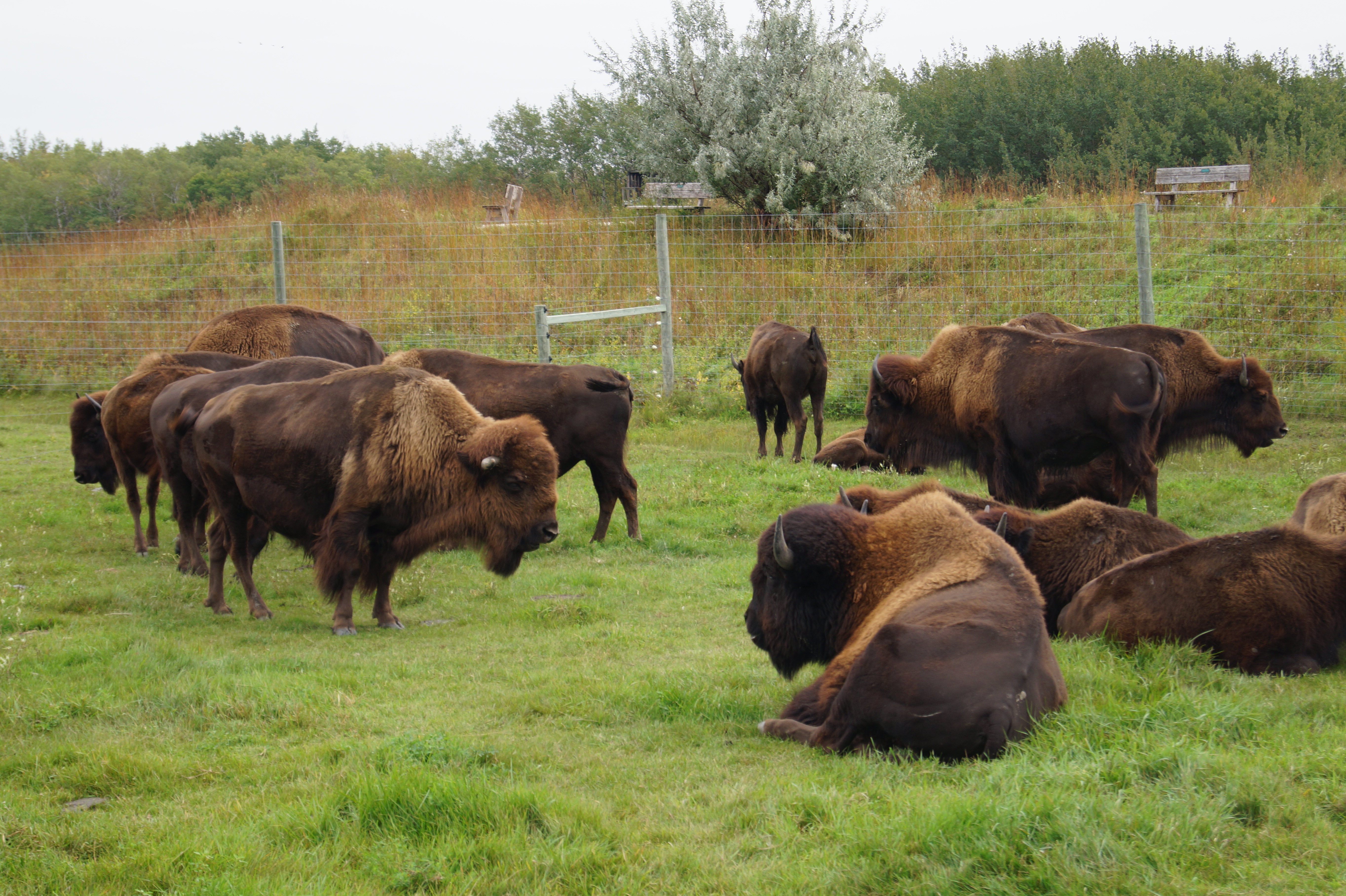 20150915aFortWhyte17