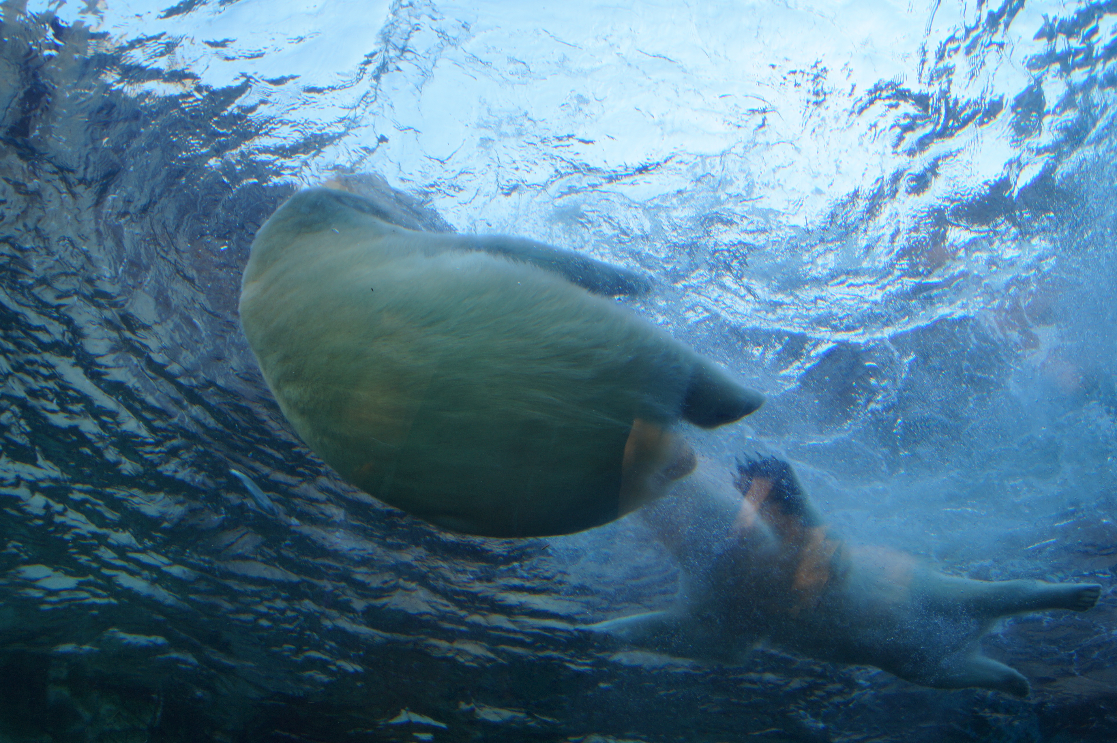 20150921aWinnipegZoo24