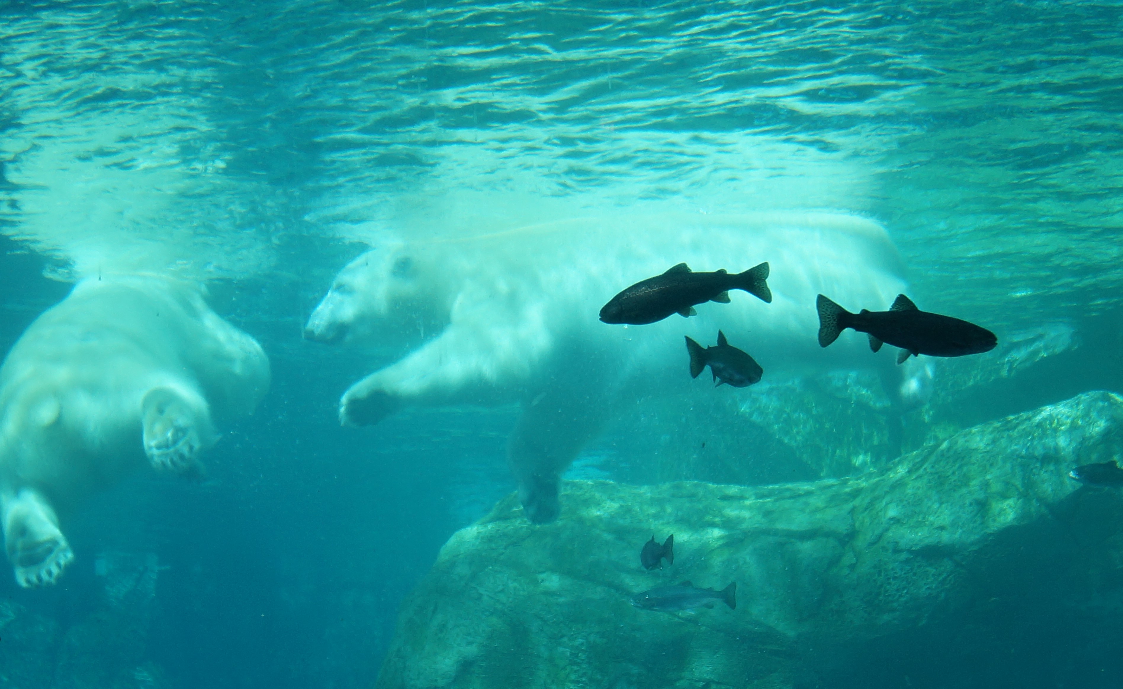 20150921aWinnipegZoo27